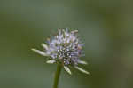 Blueflower eryngo